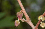 Smallflower pawpaw